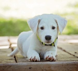 Little white dog